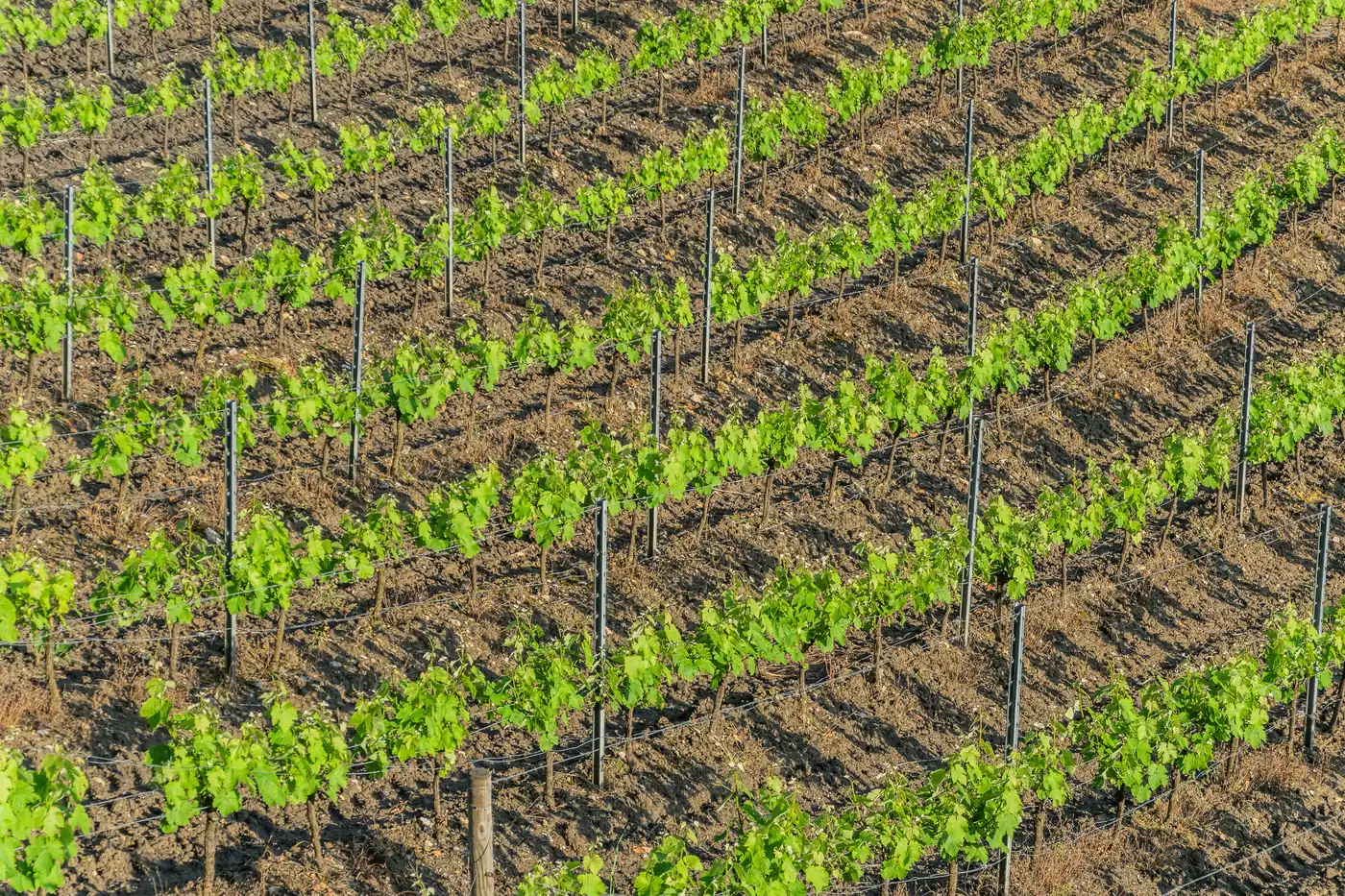 Les vignobles du Vallon de Marcillac sur les coteaux de terre rouge en Aveyron